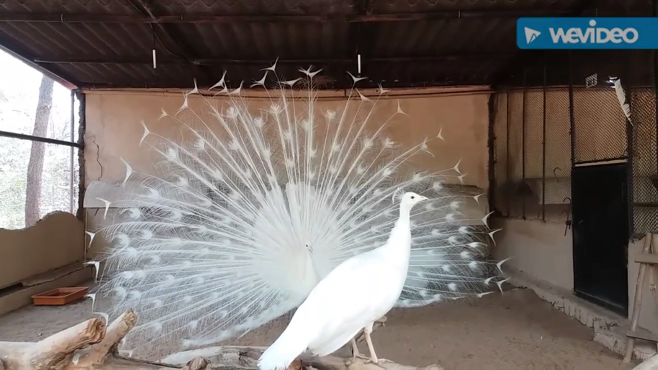 White Peafowl in 1 S V Zoo Park, Tirupati