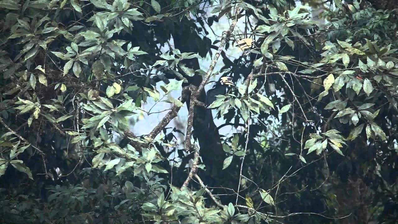 Dooars The land of Rhino  !