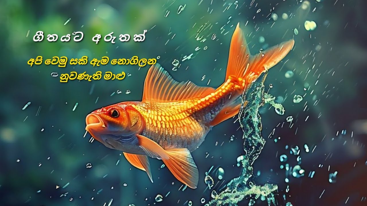මුව තද කර වසා තදින් ඉවසපු මාලූ...කිසිදා නැත ඇම ගිලලා වැනසුනෙ යාලූ...  #sinhalasongs 