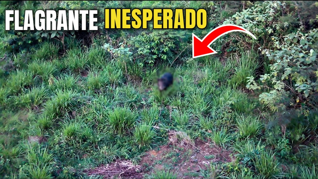 ANIMAL É FLAGRADO POR DRONE PRÓXIMO À MATA AMAZÔNICA
