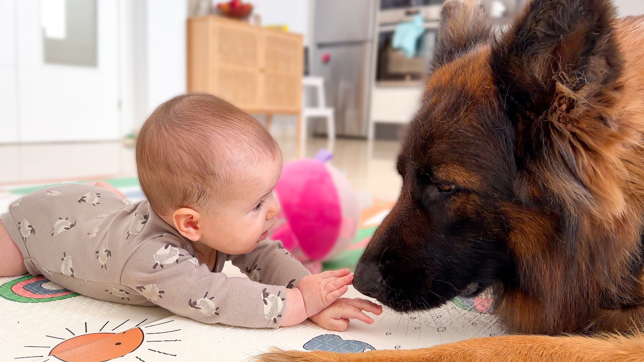 Baby Touches a German Shepherd &mdash; Watch Her Reaction