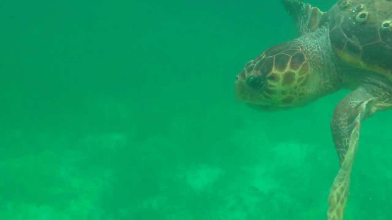 Silk Caye creatures