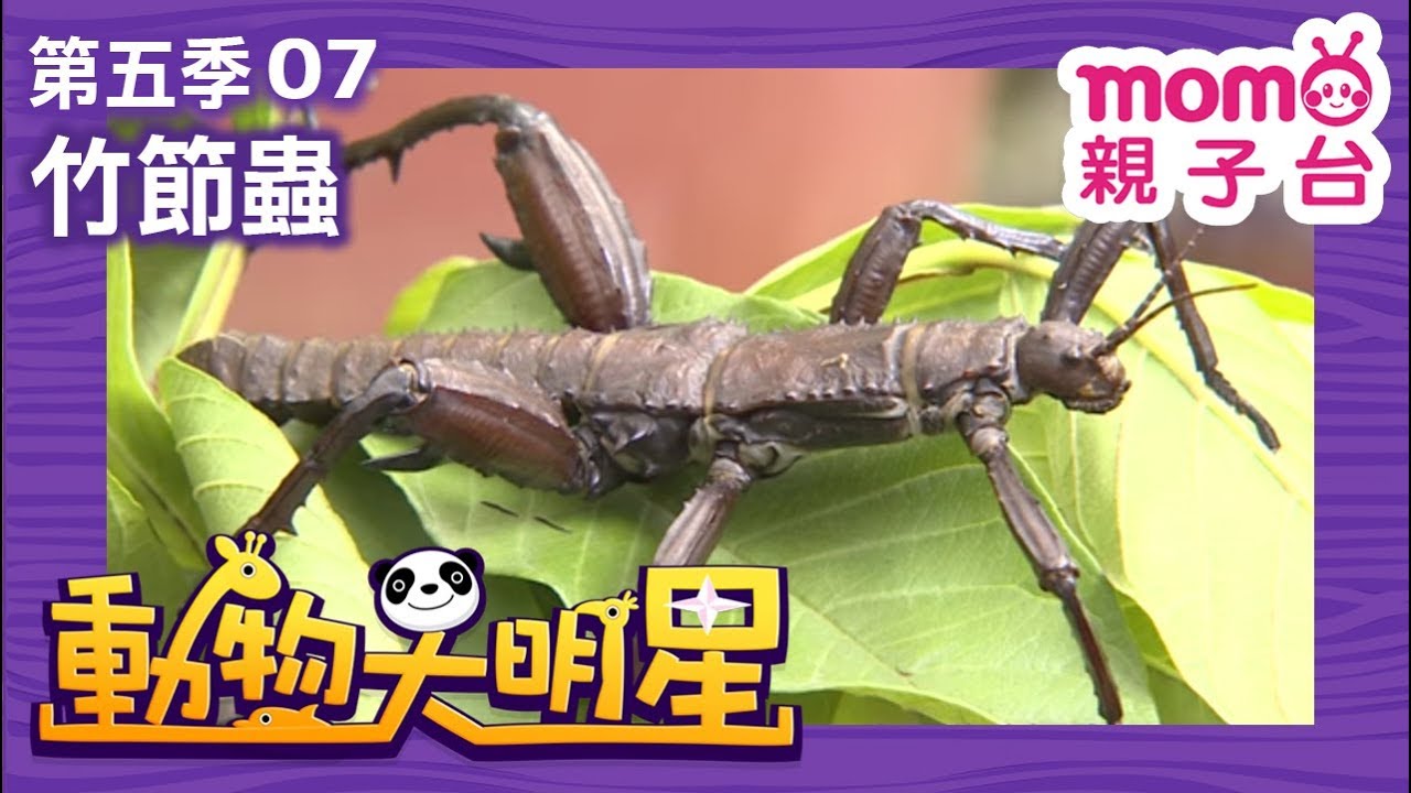 動物大明星 S5【竹節蟲】第5季 第07集｜認識動物｜自然生態｜魚類｜爬蟲類｜昆蟲｜海洋生物｜哺乳類｜Animal big star｜兒童電視節目【親子台｜官方HD完整版】momokids