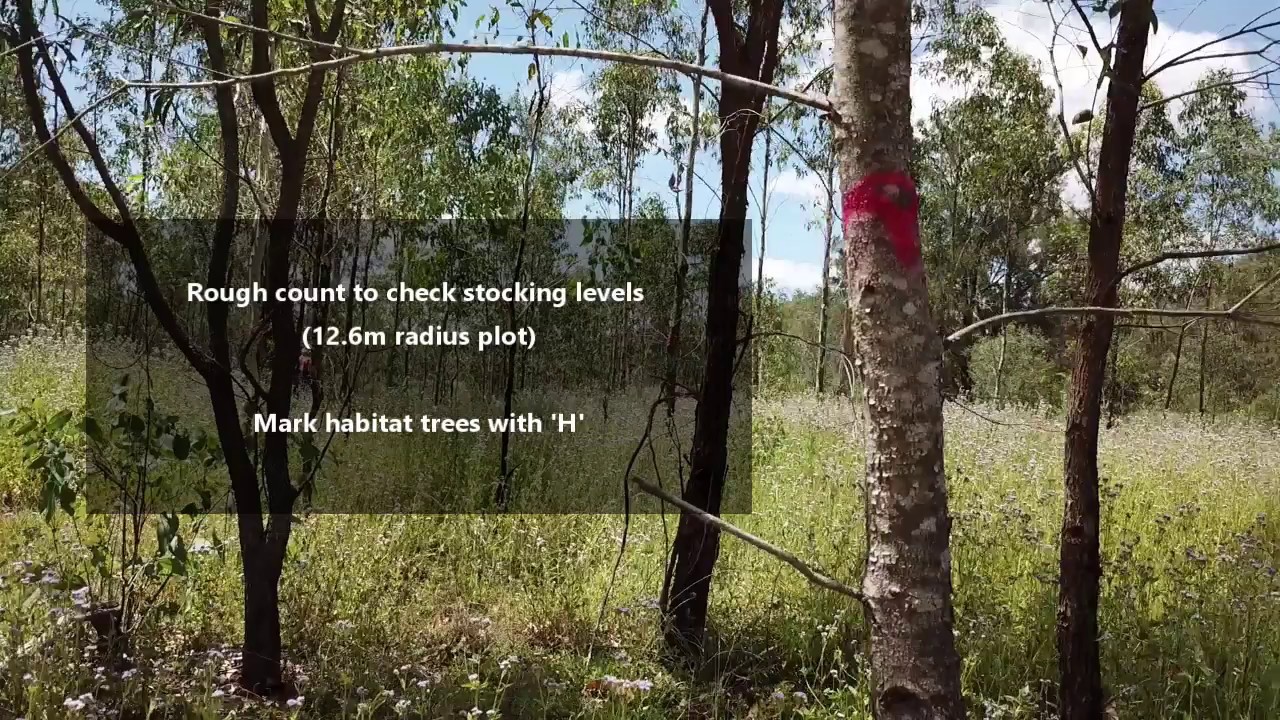Tree Retention in a Native Forest