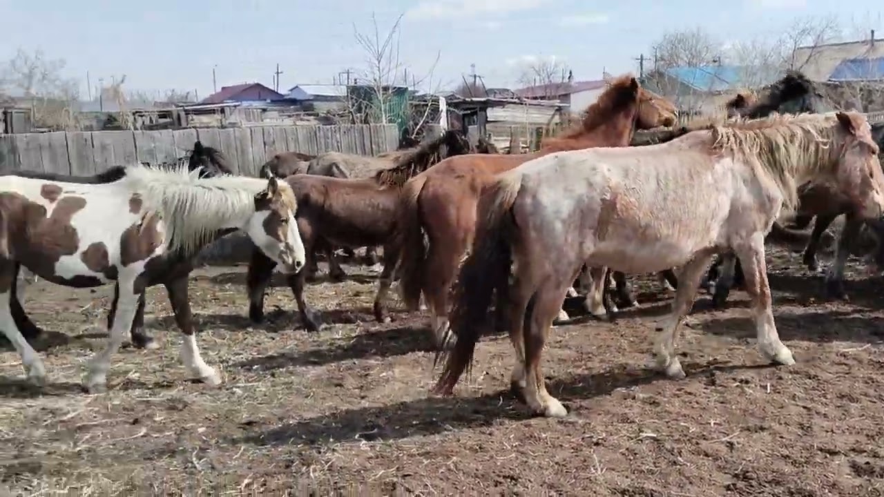 Биелерді Үйірге қостық#айғыр #байтал #байге #жабағы