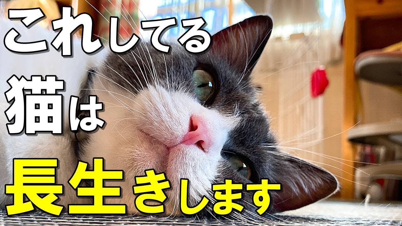 飼い方次第で寿命が伸びる！？猫を長生きさせる８つの方法【保護猫】