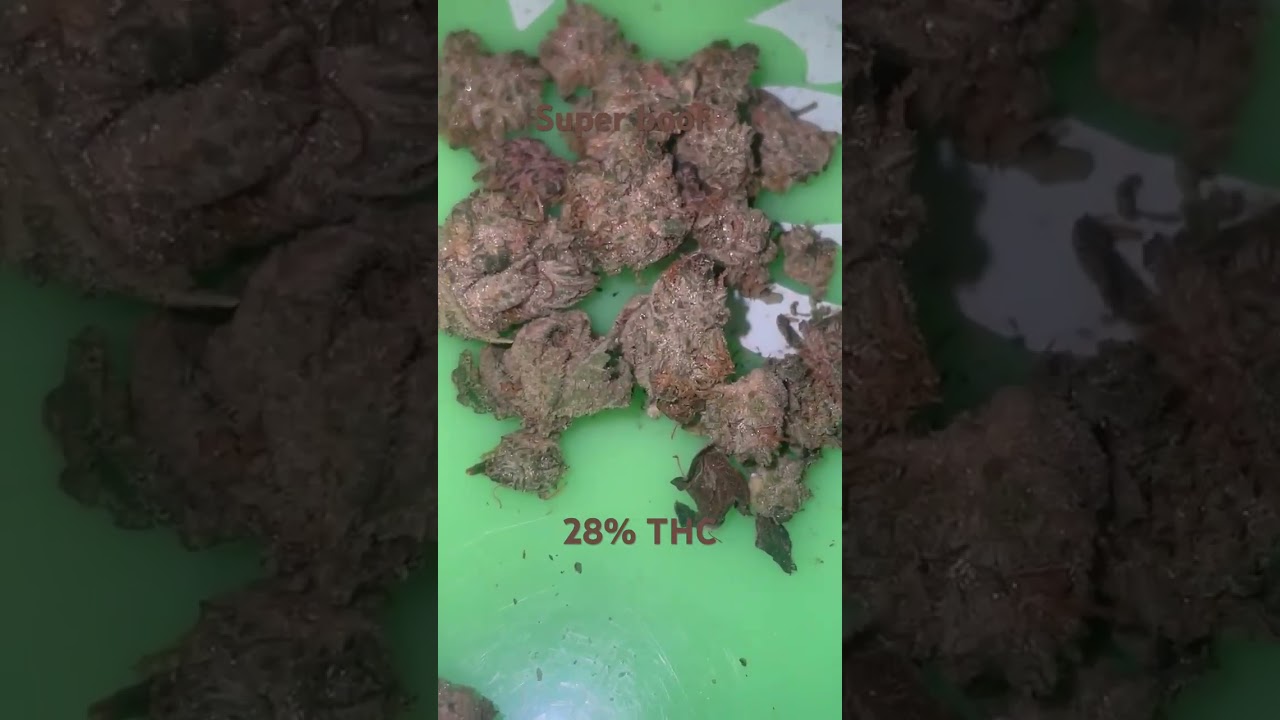Super Boof Leafly Strain Of The Year 2024 #strainreviews #cannabiseducation #420