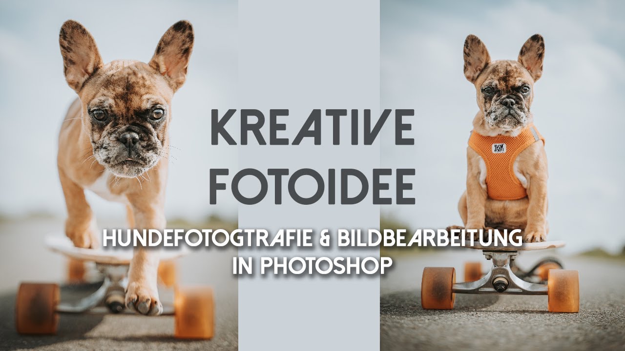Hundefotografie mit Photoshop Bildbearbeitung - Kreative Fotos
