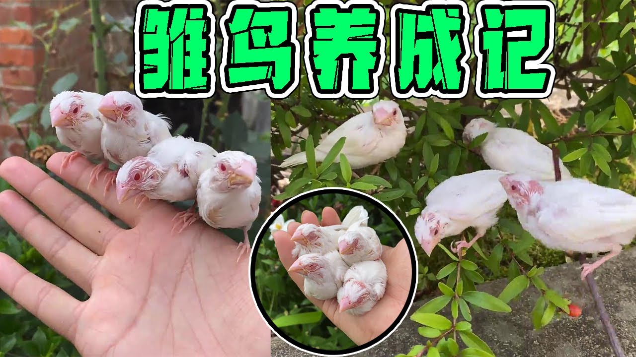 给小鸟喂奶粉吃，鸟爸既当爹又当妈，它们吃完居然直接把主人手当鸟窝睡觉了【天下一场梦】