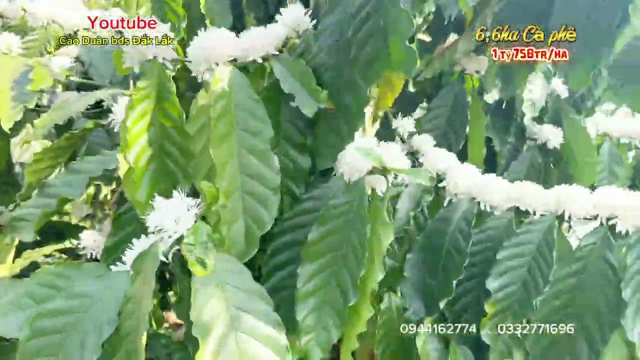 6,6ha cà phê, Tiêu, cao su, nguồn thu mạnh, sẵn nhà, điện 3 pha, 1 tỷ 750tr/ha, lh: 0944162774