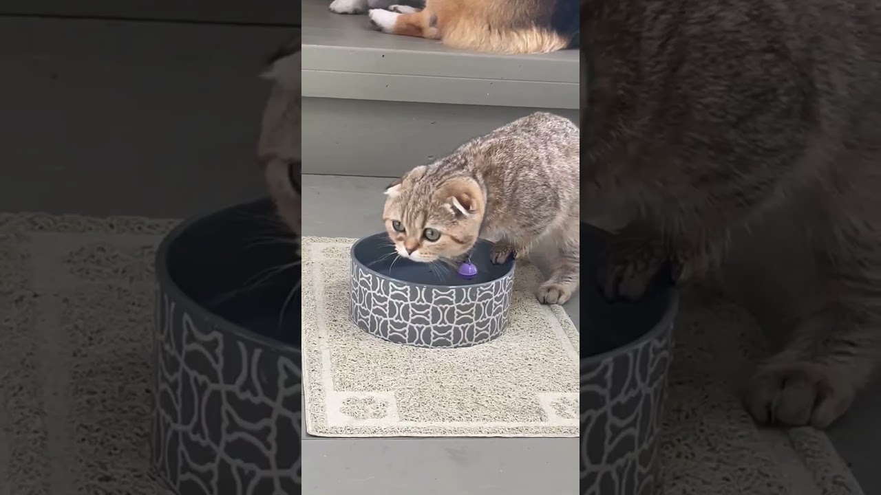 Nori loves playing with water!