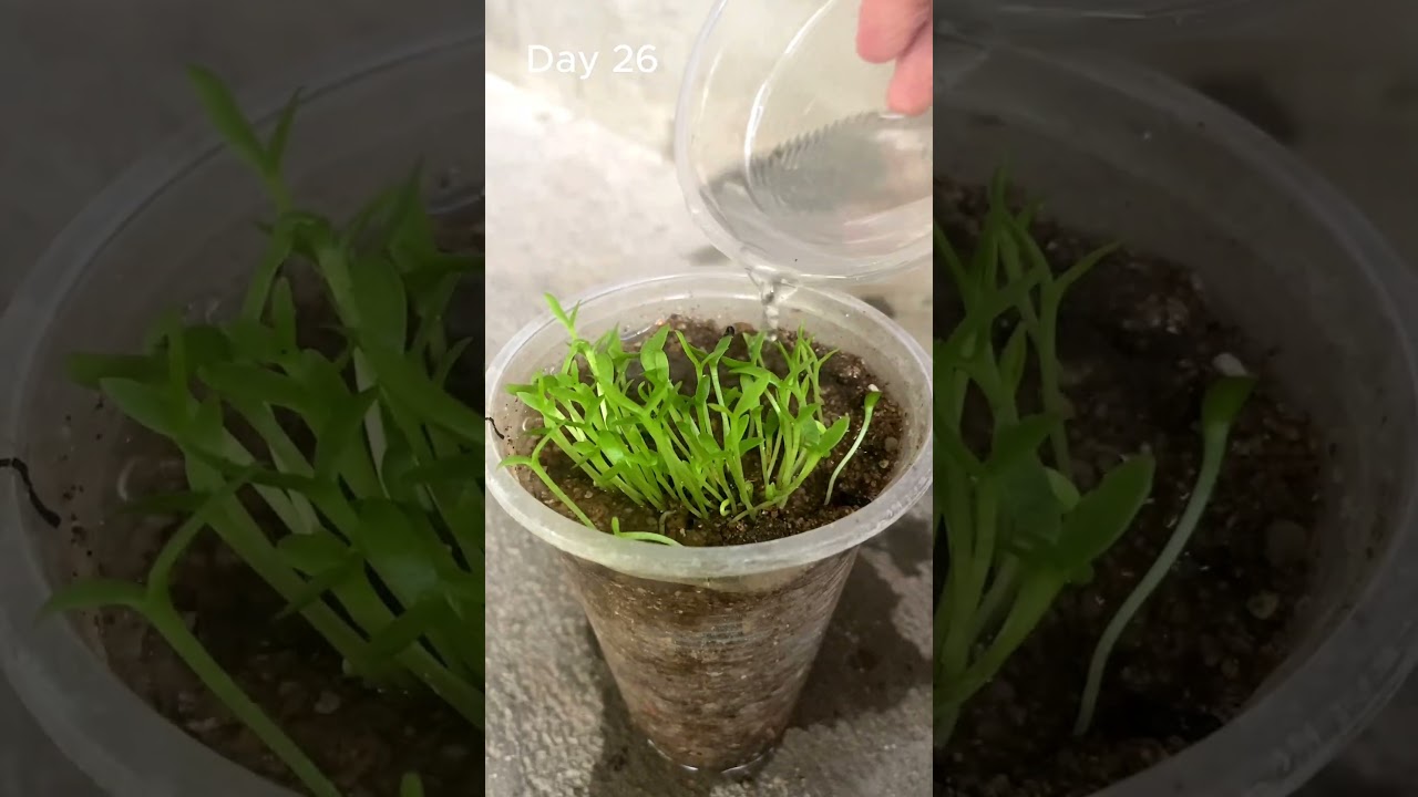 Growing Dragon Fruit from Seed - Time Lapse 29 Days #shorts