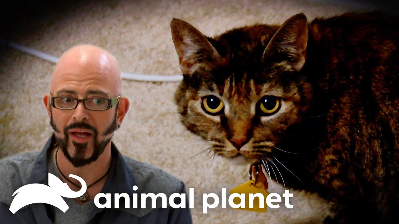 Katrina the Kitty Creates A STORM! | My Cat From Hell | Animal Planet