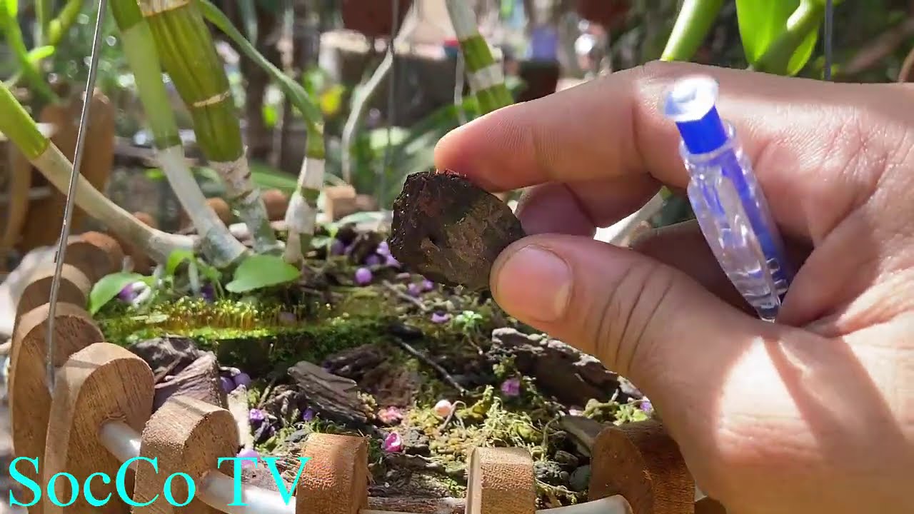 C&aacute;ch Trồng V&agrave; Chăm S&oacute;c Lan Dendro Đơn Giản,Hiệu Quả Nhất!!!!