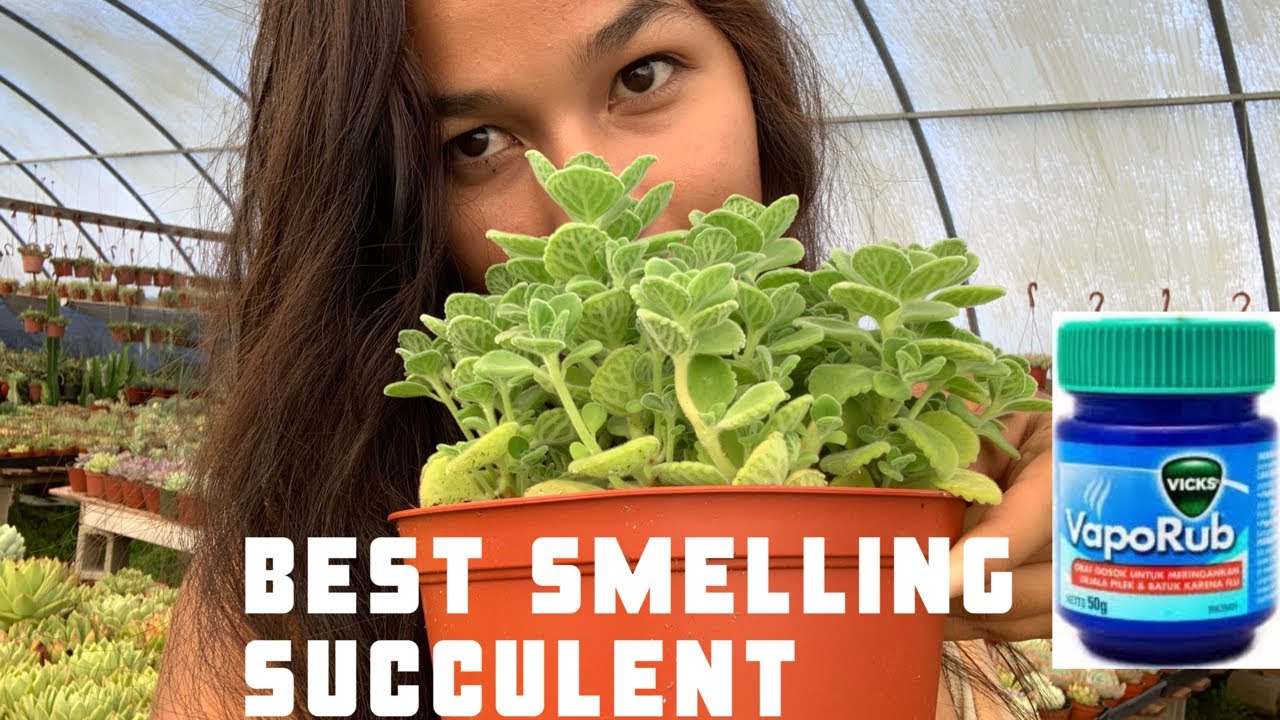 Vick’s Plant ! best smelling succulent !