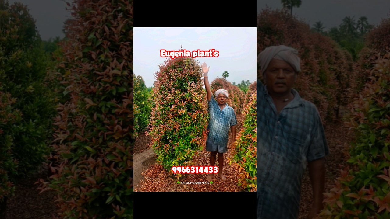 🌱 Eugenia Plants for Landscaping | Best Evergreen Hedge Plant 