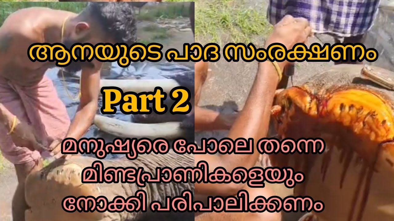 പറയുന്നവർ പറയും നമ്മൾ ചെയിതു കാണിക്കും.💪/ Malayalam elephant new video/ #aana #elephant #aanaipatty 