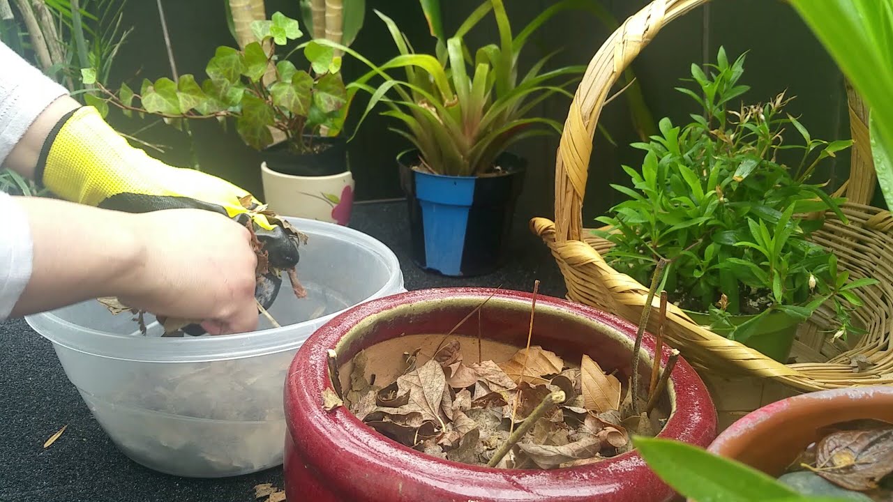 Aprovecha las Hojas Secas de los Árboles!!! Nutrientes Orgánicos 🍁🍁🍃 #cuidalanaturaleza