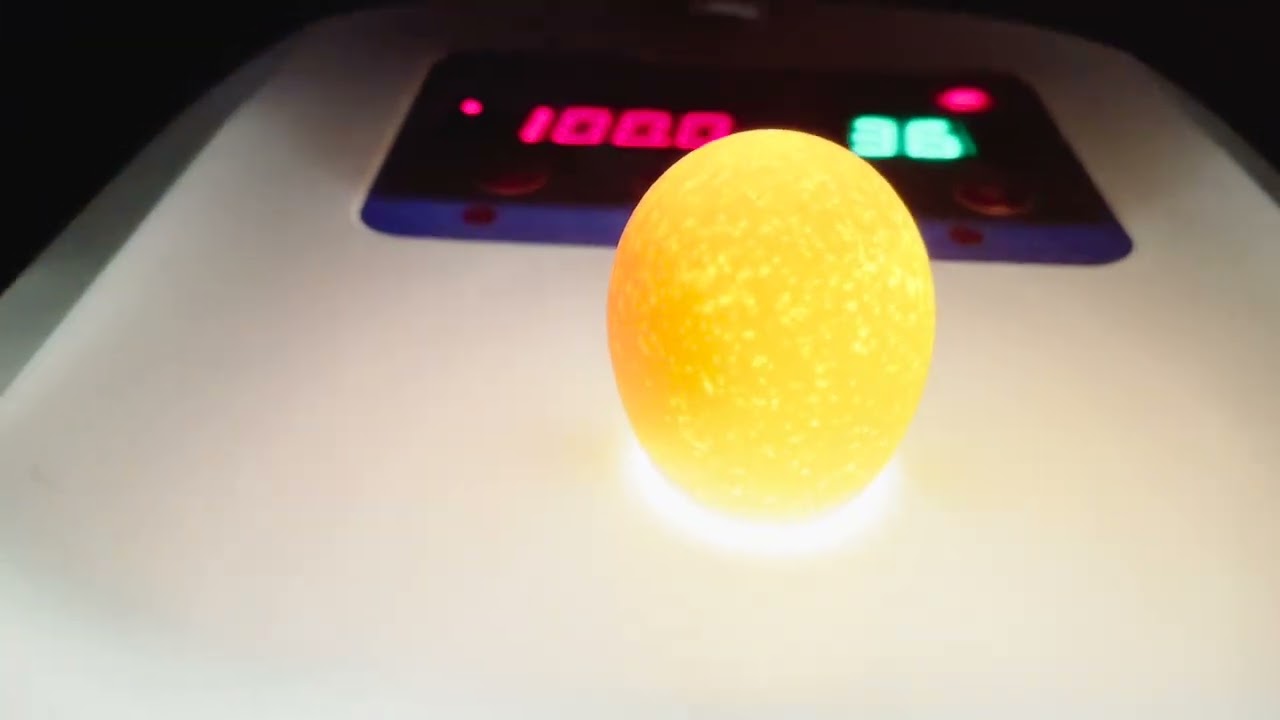 Candling Chicken Eggs Day 14. Any Duds?