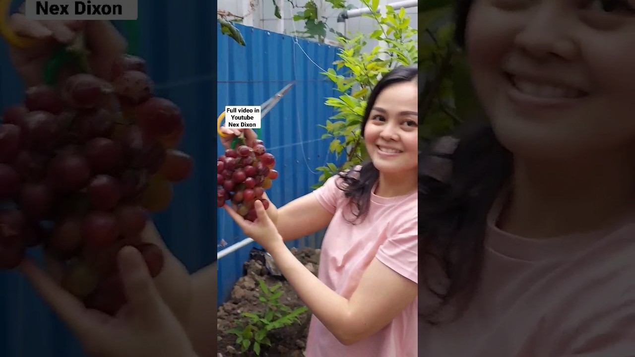 #anggur #grape #grapevine #gardening #garden   Harvesting Sweet & Yummy & Beautiful Grape in Garden