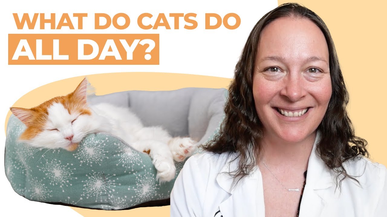 Чем кошки занимаются весь день? | Ветеринар объясняет