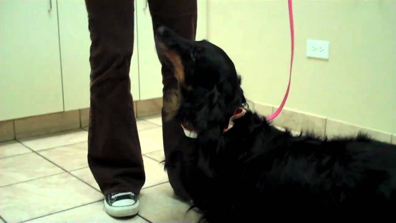MWDR Foster Toby