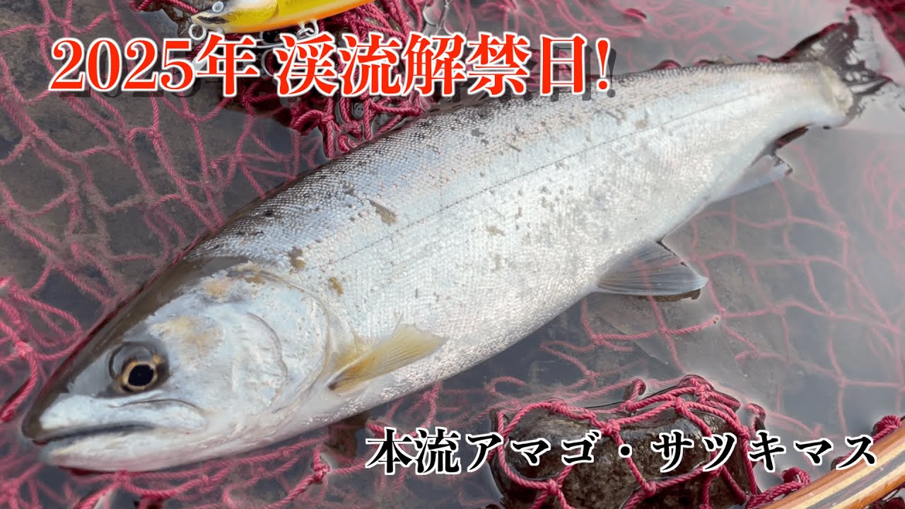 【2025年 渓流解禁】　本流アマゴ・サツキマスを狙う