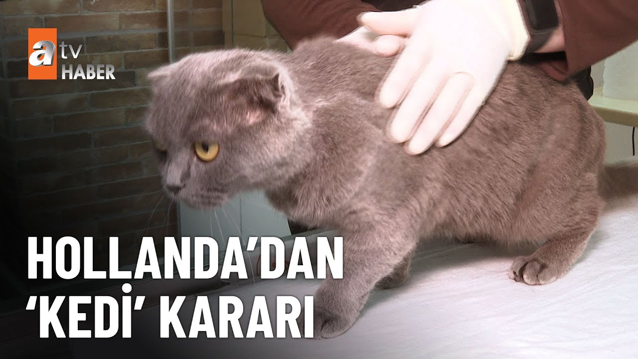 Hollanda&rsquo;dan Scottish ve Sfenks kedilerine yasak - atv Ana Haber 25 Kasım 2024