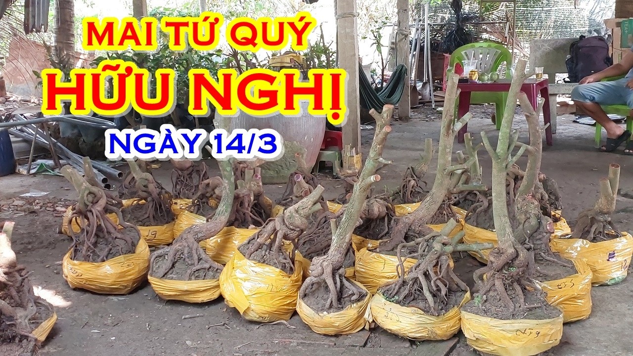 ANH VŨ 📲 O987879749 MAI TỨ QUÝ DÁNG ĐẸP GIAO LƯU NGÀY 14/3 