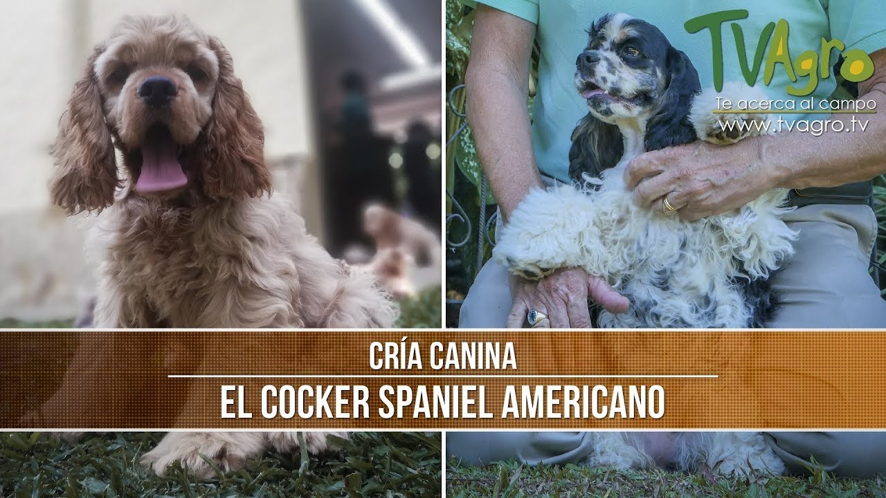 Caracteristicas de la Cria del Cocker Spaniel Americano- TvAgro por Juan Gonzalo Angel