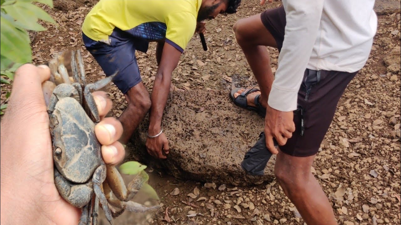 एका दगडाखाली सापडले दोन खेकडे , सड्यावर गेलो काटला काढायला | कोकणातील रानभाजी #tejagurav
