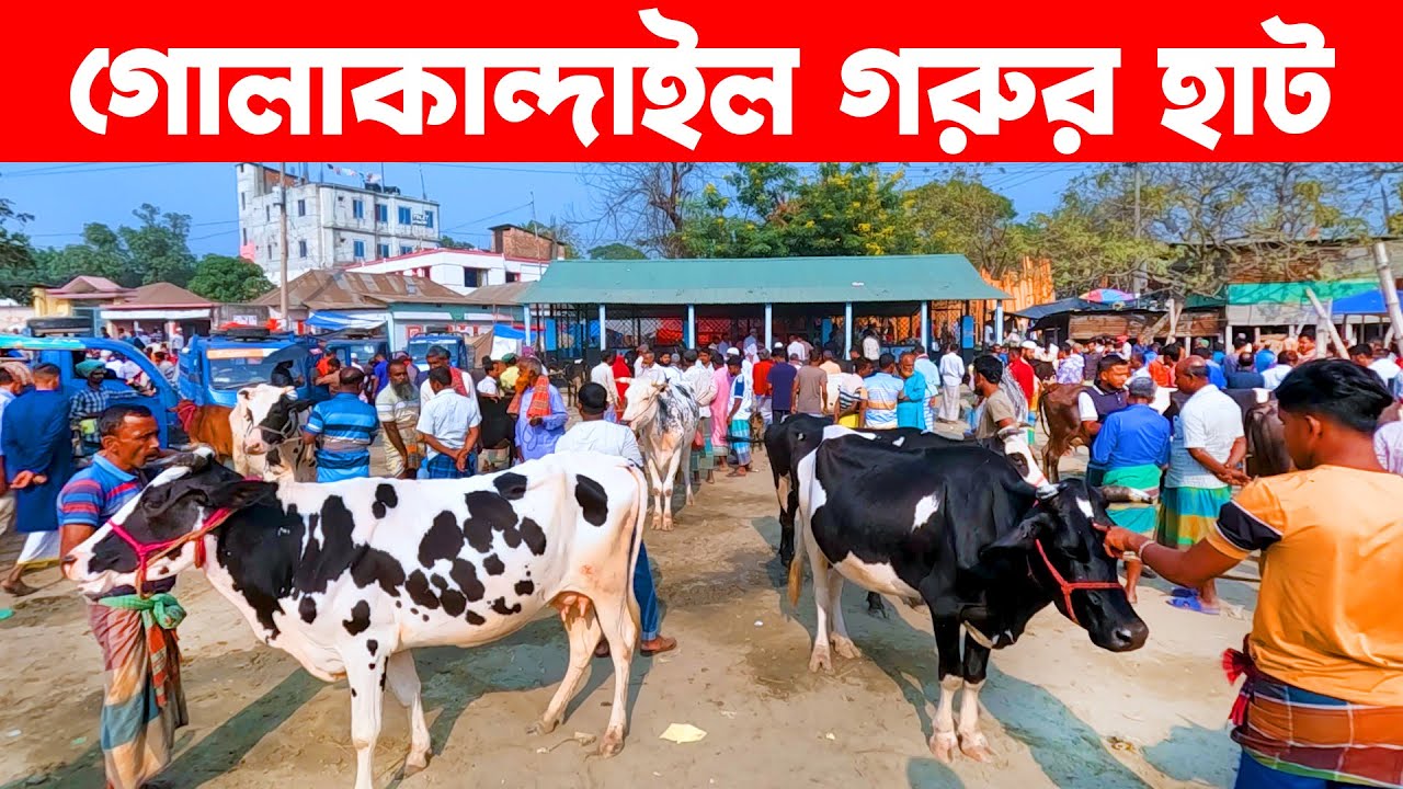 গোলাকান্দাইল গরুর হাট || Village Market || Village Market in Bangladesh || golakandail hat