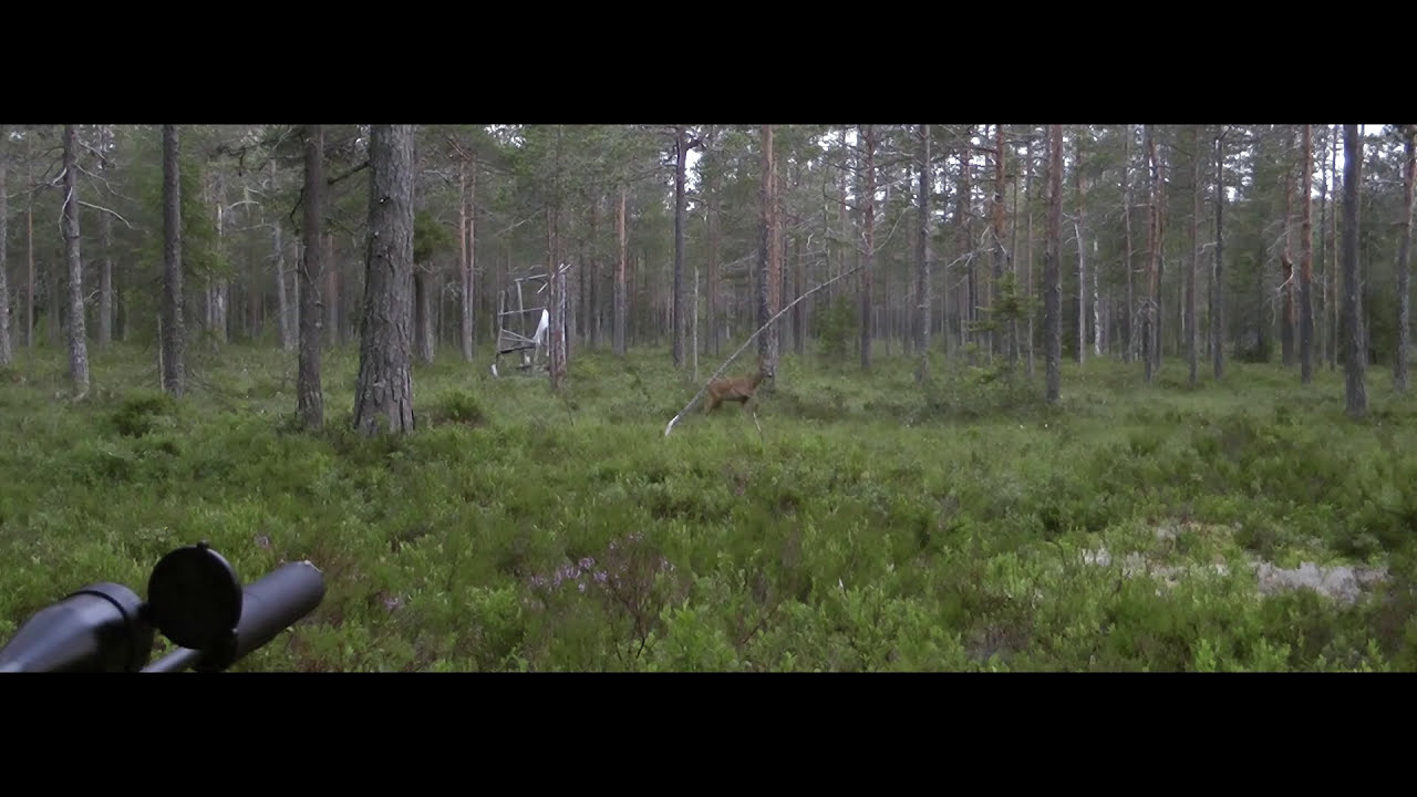 Bukkejakt 2015 - **Nærkontakt med spissbukk** Lokker inn rådyrbukk!!