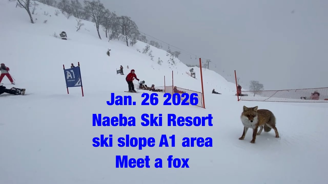 Jan. 26 2026 #苗場スキー場 #ゲレンデ #A1コース#キツネと出会う #Naeba Ski Resort #ski slope A1 area #Meet a fox
