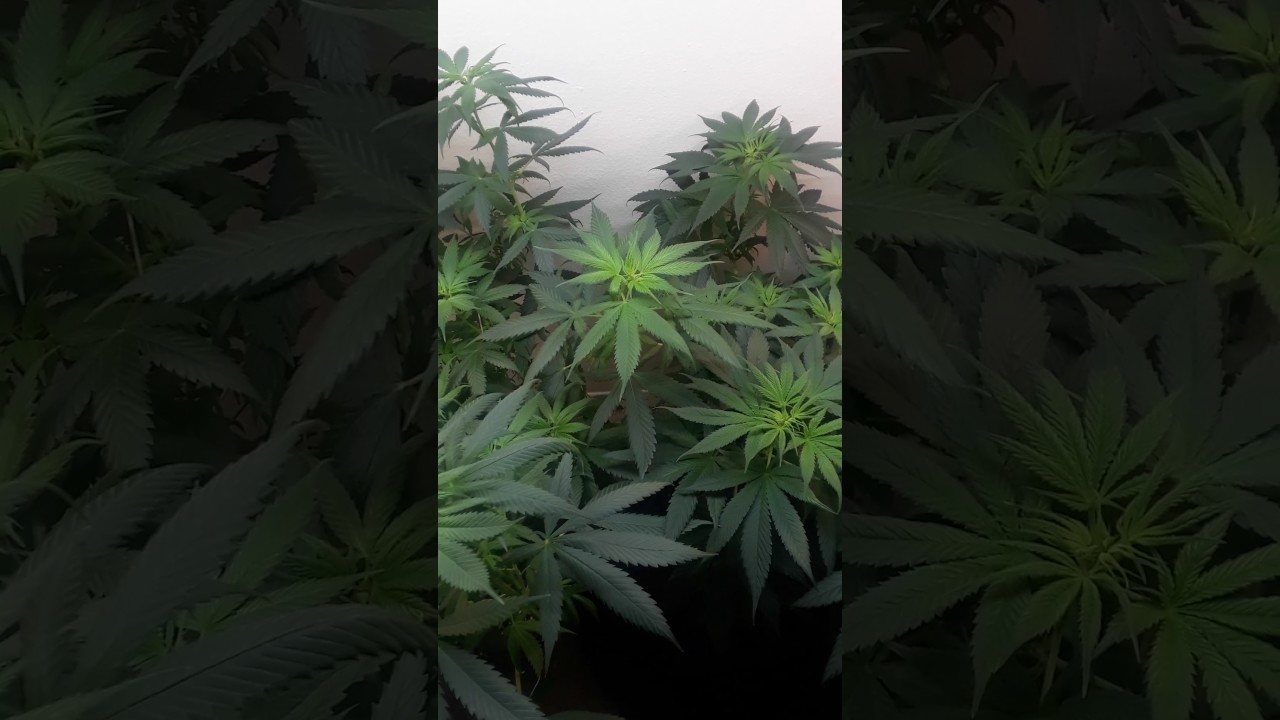 Lemon kush