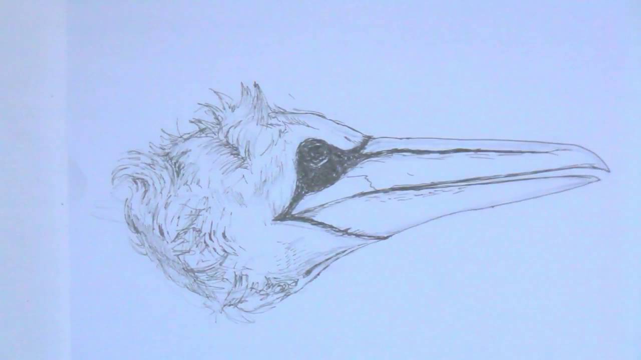 Drawing a gannet! (s head)
