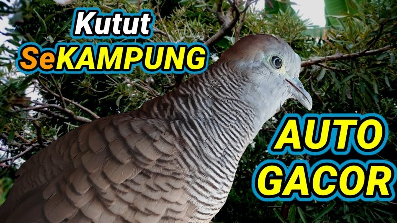 pancingan perkutut agar bunyi