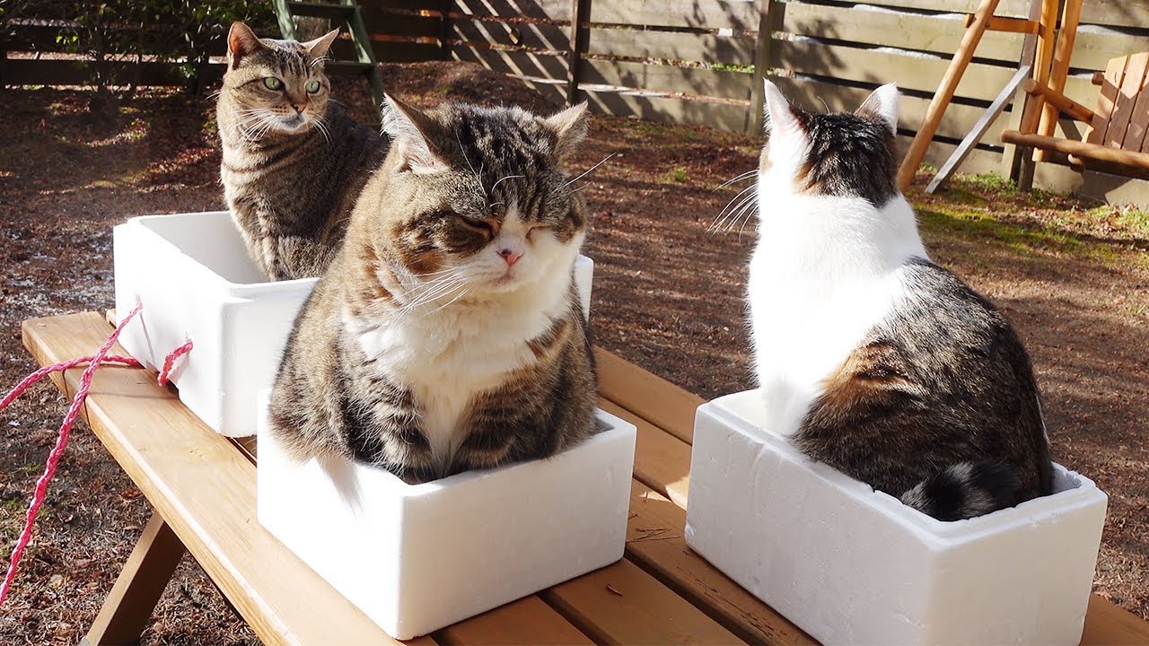 こたつで丸くなるよりお外に行きたいねこ。-Maru would rather go outside than curl up in the Kotatsu.-