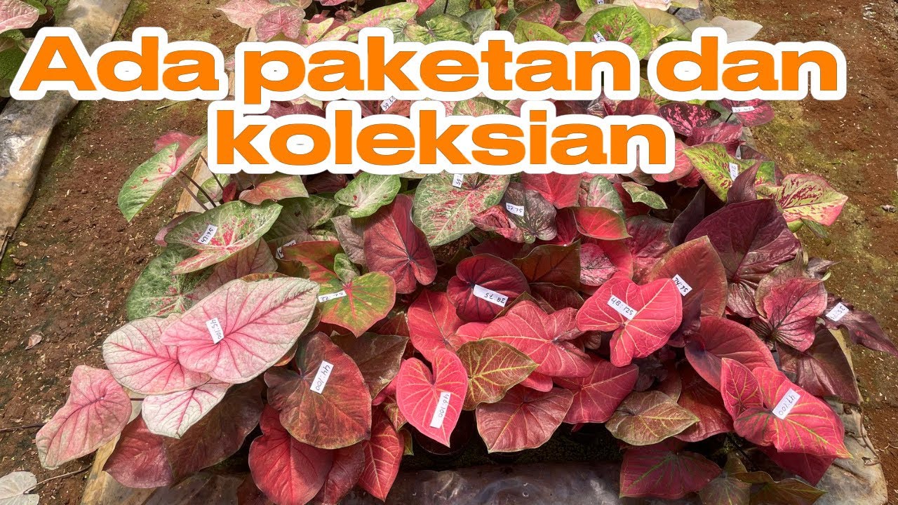 READY BEBERAPA PAKET DAN KOLEKSIAN HARGA SATUAN🔥🔥