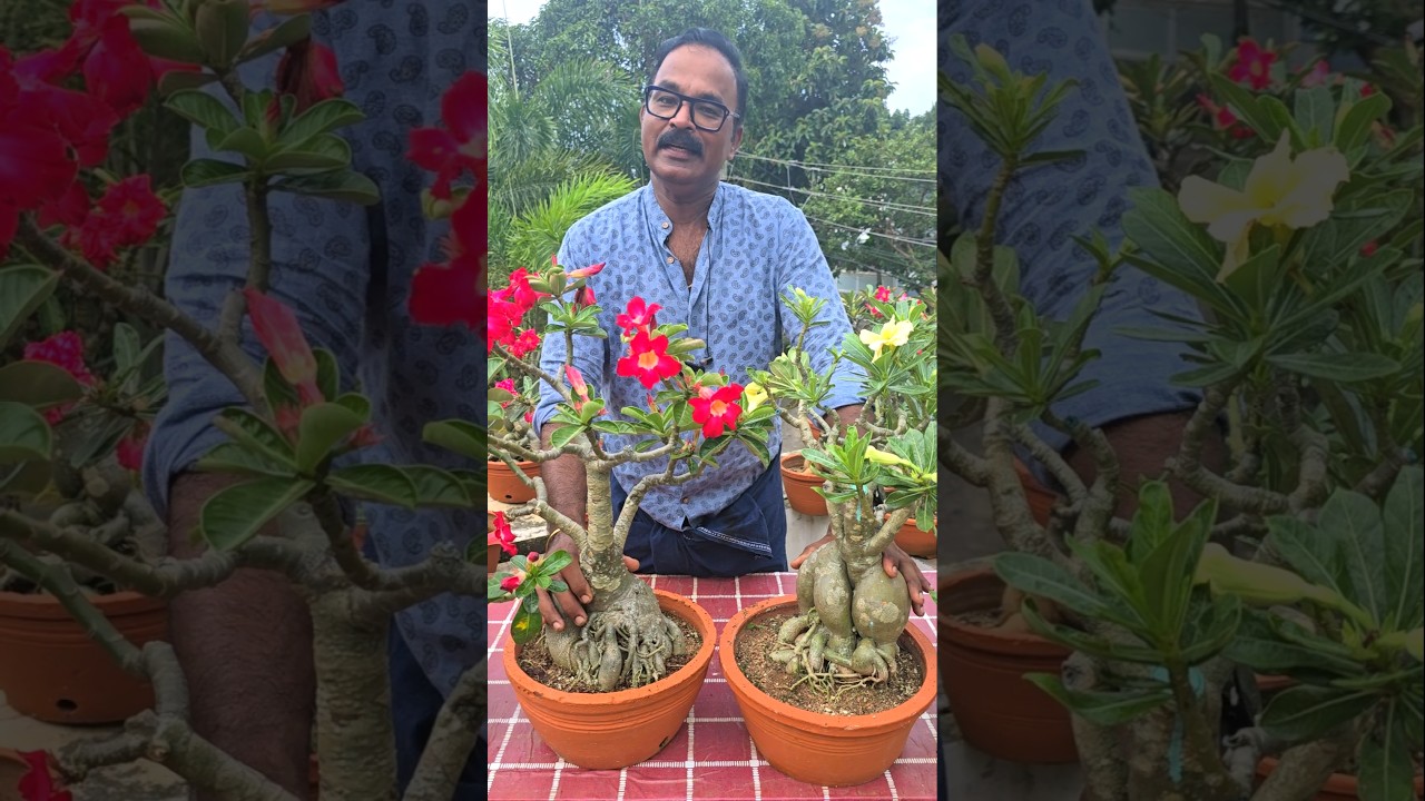 Adenium Caudex ഇങ്ങനെ ആകാൻ cuttings നട്ടാൽ മതിയോ? #adeniumcaudex    #sajisinnovations  #adeniumcare