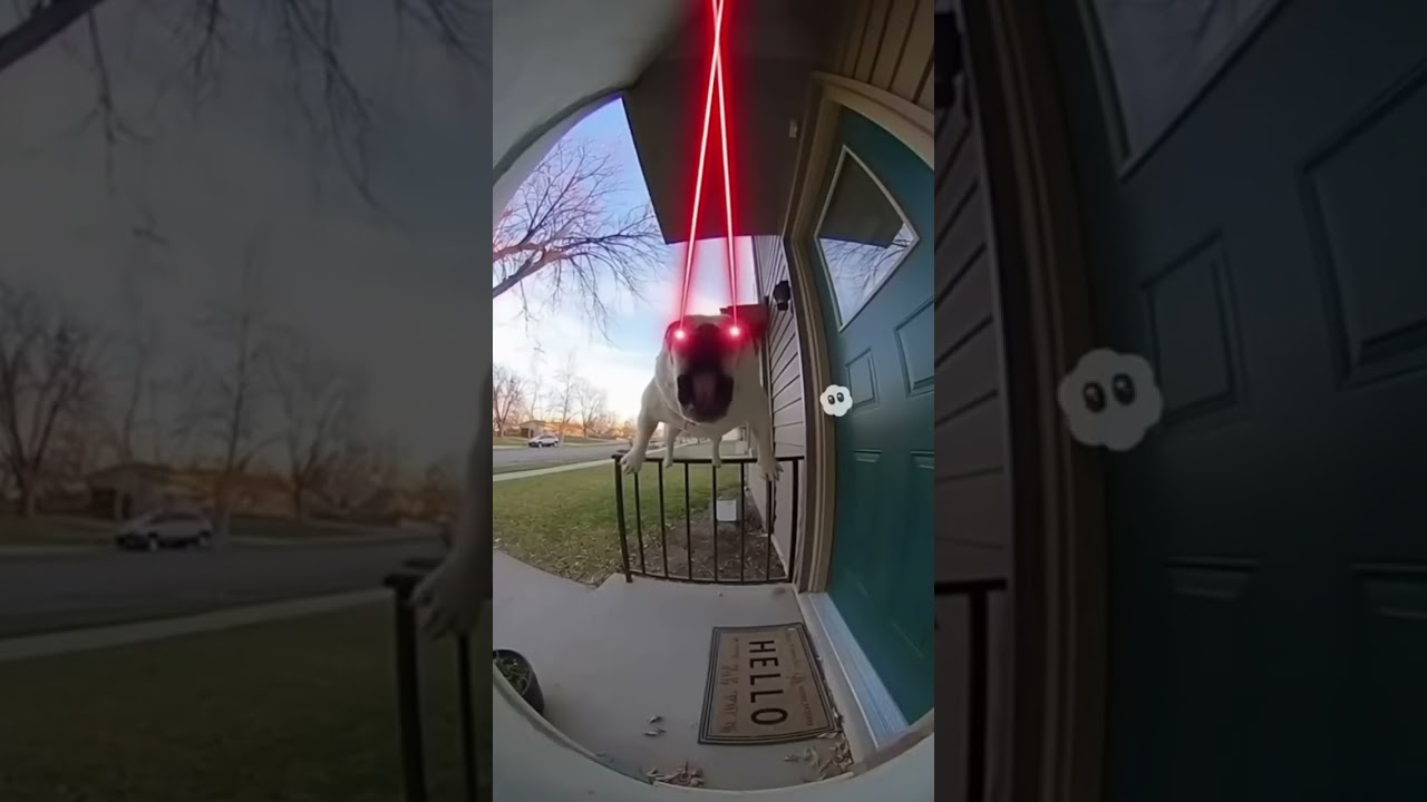 This flying dog have lazer tag eyes  WOW 