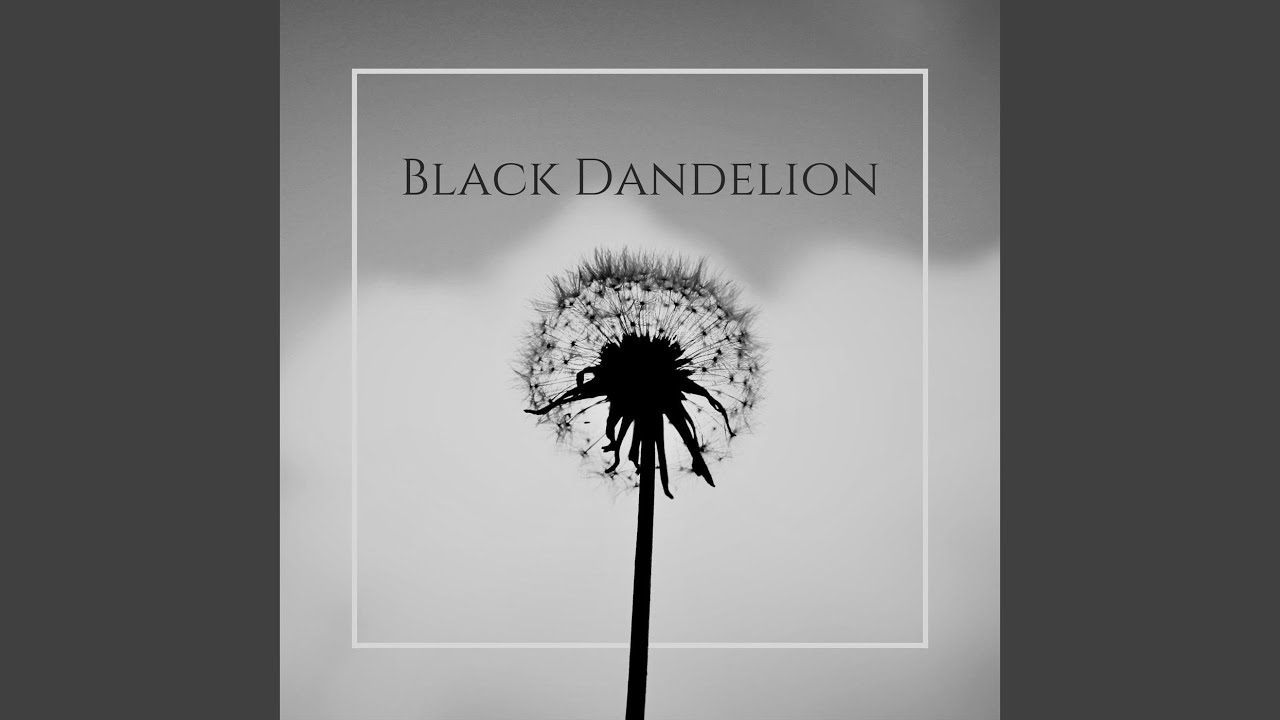 Black Dandelion
