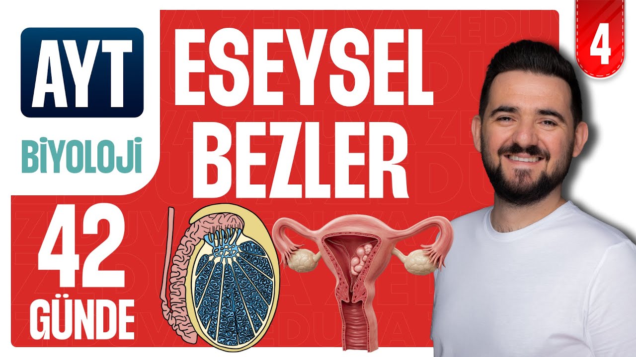 Eşeysel Bezler Diğer Hormonlar Soru &Ccedil;&ouml;z&uuml;m&uuml; | 42 G&Uuml;NDE AYRINTILI AYT BİYOLOJİ KAMPI 2026-2027 | 4.G&Uuml;N