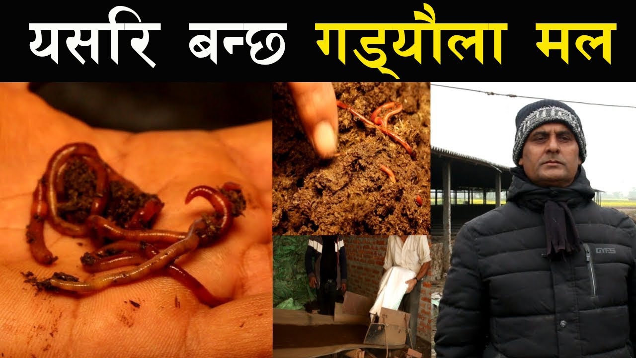 यसरि बनाईन्छ गँड्यौला मल ! - Earthworm farming in Nepal - How to make Vermicompost !