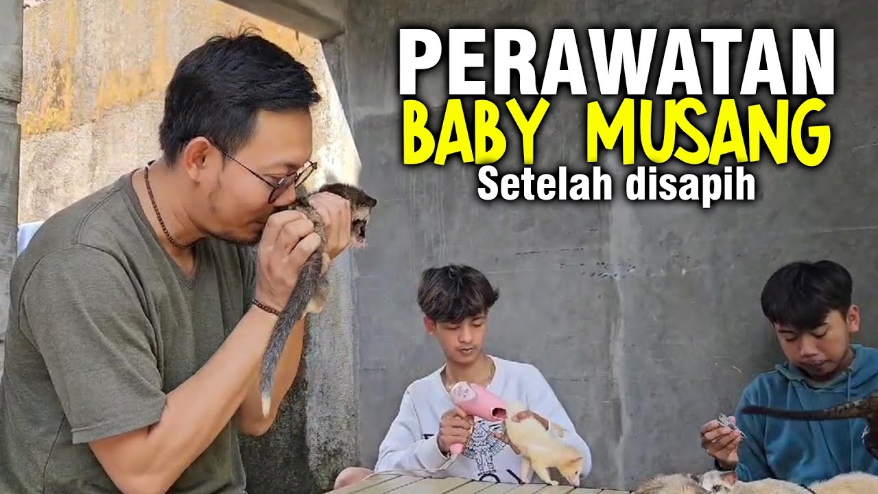 PERAWATAN BABY MUSANG SETELAH PENYAPIHAN
