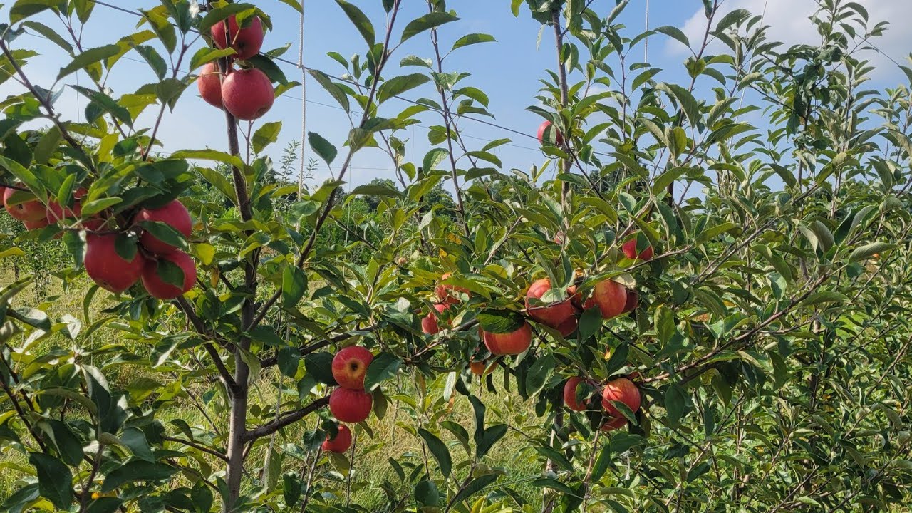 Что НЕ следует делать с яблоками высокой плотности 🍎