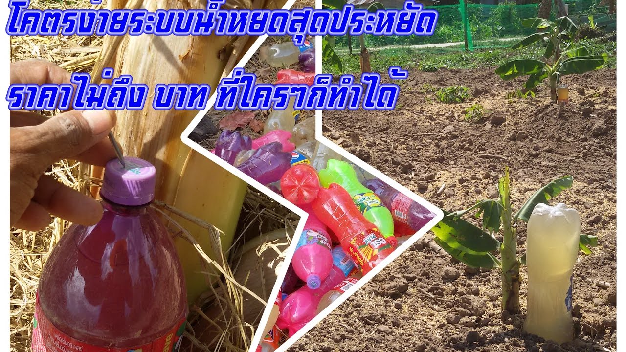 โครตอึ้งระบบน้ำหยดสุดประหยัดแบบละเอียด ไม่ถึงบาท ง่ายๆ ที่ใครๆ ก็ทำได้ : Drip irrigation system