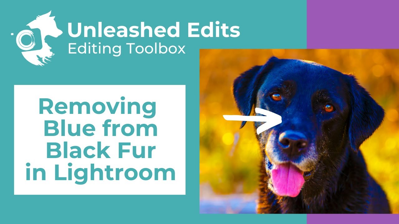 Dog Photography Editing Toolbox: Removing Blue from Black Fur in Lightroom