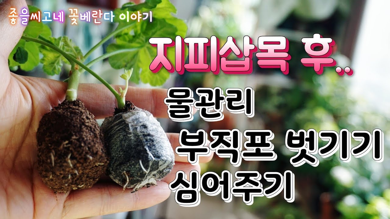 지피삽목후..관리 (물주기/부직포벗기기/정식하기)꿀팁! 방출~ (자막있음)