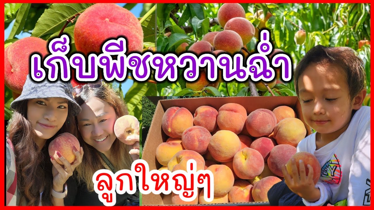 เก็บพีชลูกใหญ่ หวานฉ่ำชื่นใจ /red globe peach